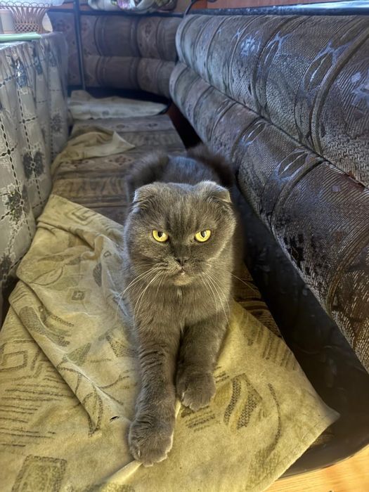 Шотландский вислоухий кот (4 года, кастрирован)