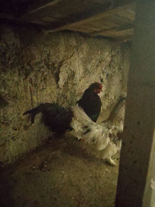 Японский кораздар сатылады 3шт