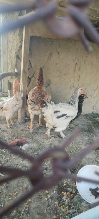 SOTILADI  Uy sharoit boqilgan