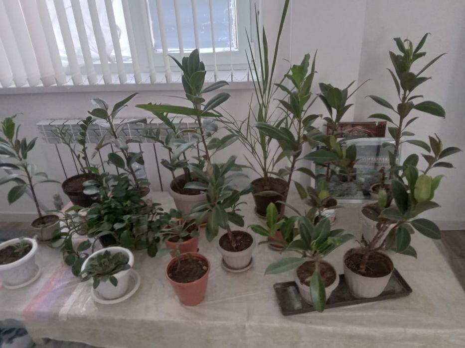 Комнатные цветы