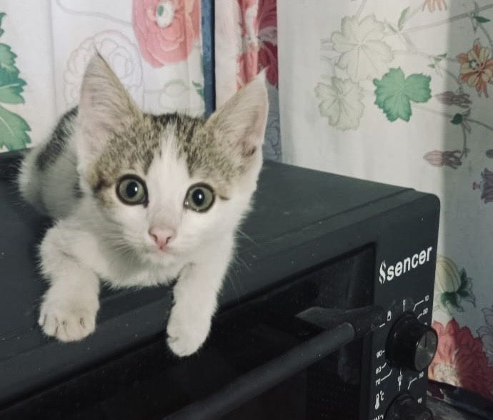 Отдам котенка в хорошие руки!