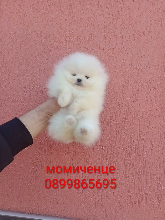 Прекрасни мини Померани !