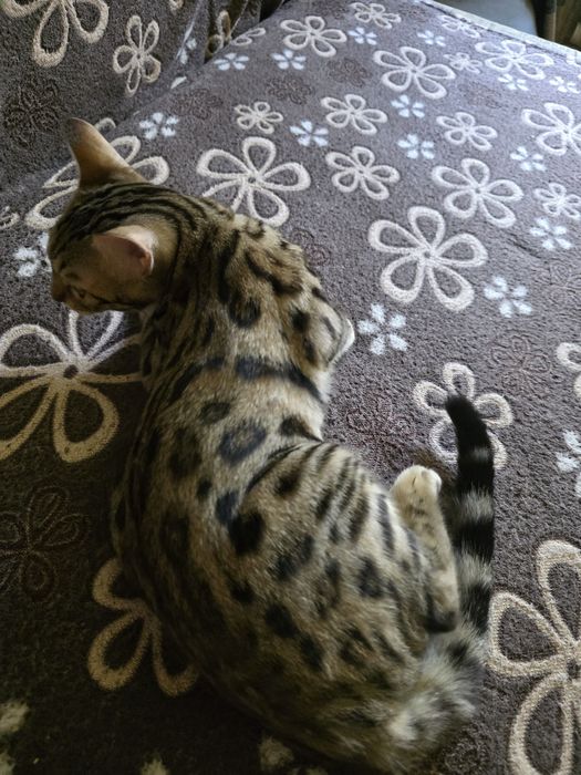 Бенгальский котенок