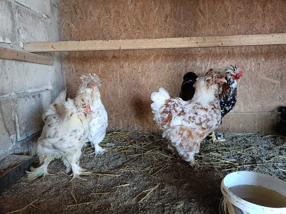 Ouă de strunski standard