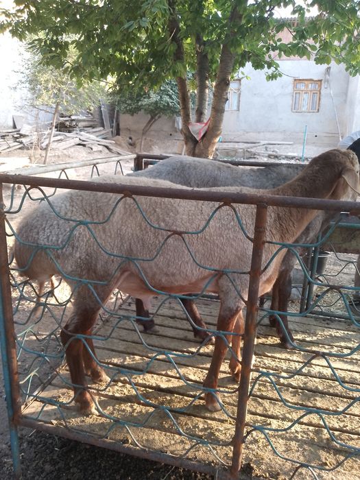 Кочкор сотилади.