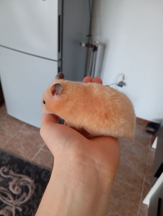 Девочка хомяк 1.5 месяцев