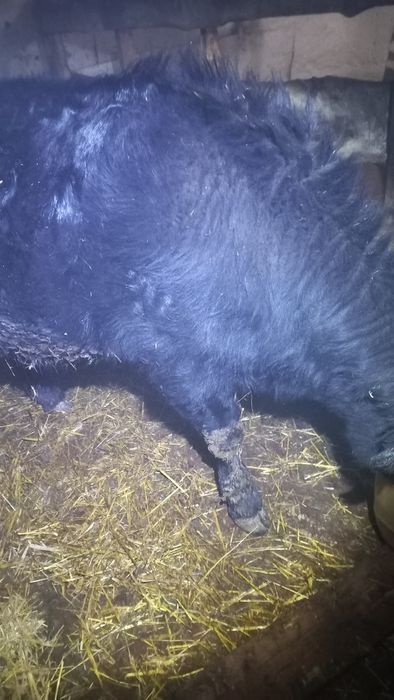 Тёлка бык телята