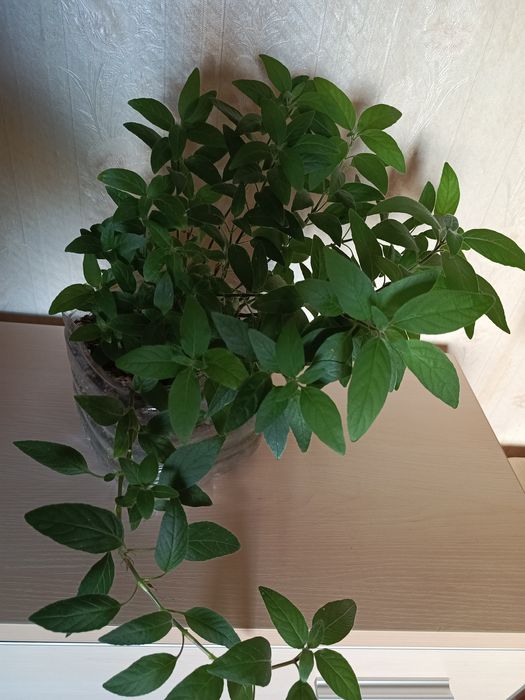 Руэлия (петунья) комнатная цена 60тыс