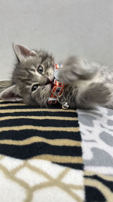 Кошка котенок 7 недель