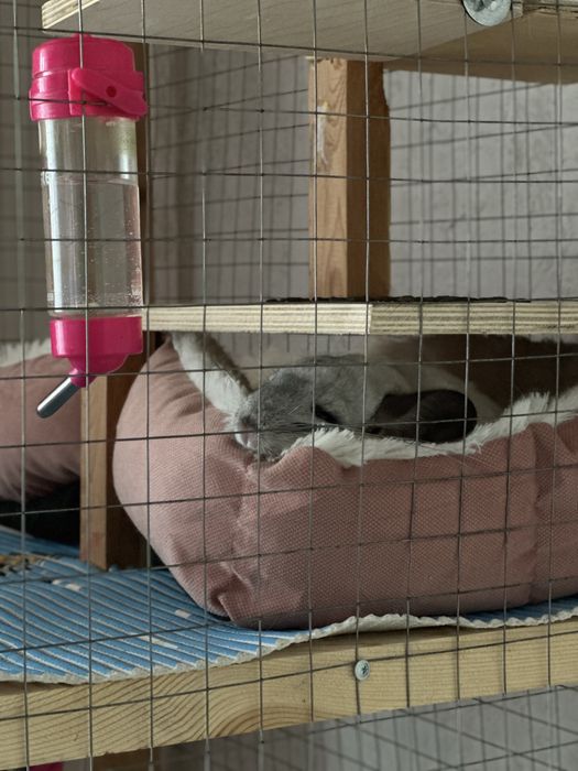 Рисунок вашего питомца