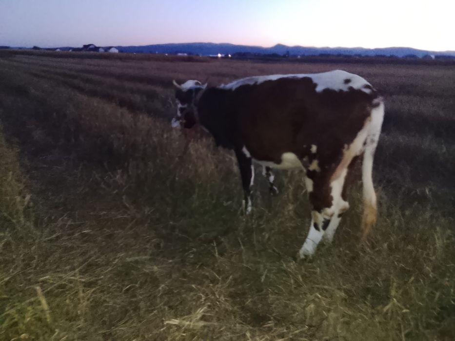 Vând juncă la prima fătare