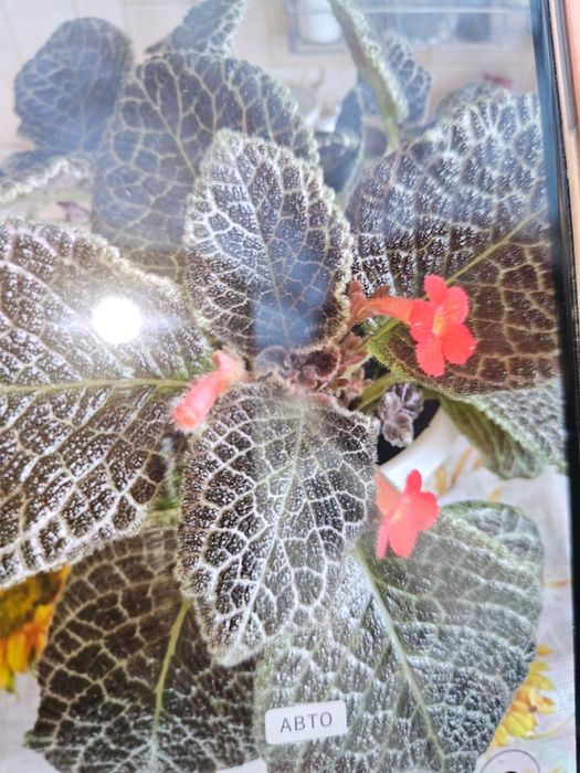 Комнатные цветы разные