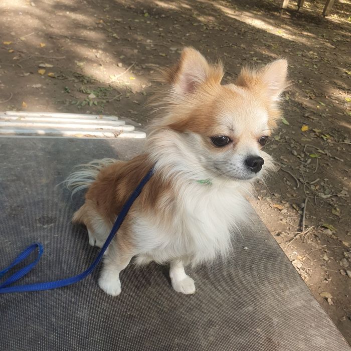 Чихуахуа кобель вязка