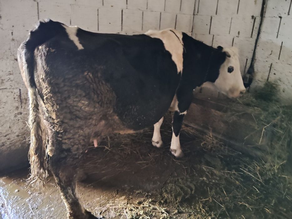 4 vacii de abator de vânzare