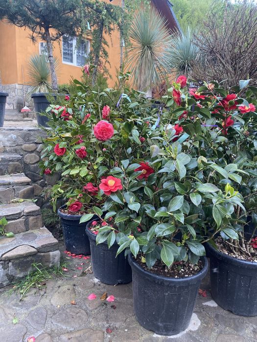 Camelia Japonica