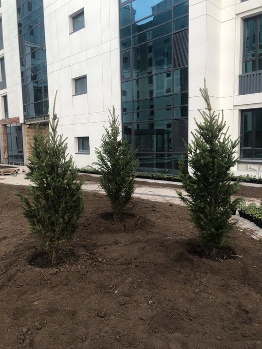 Озеленение територии