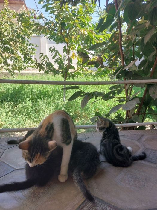 Котята в хорошие руки