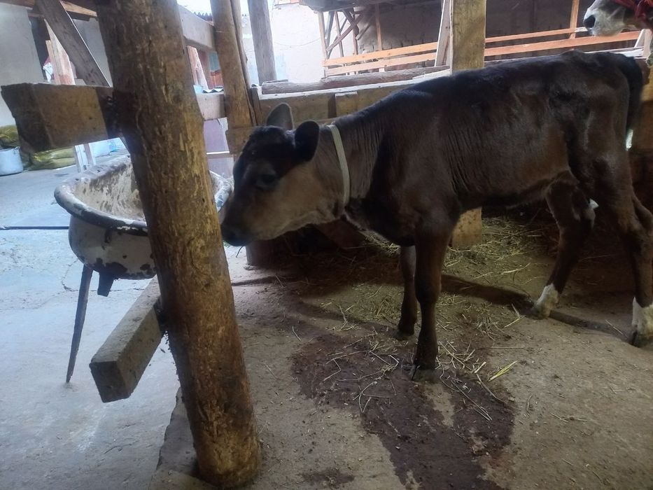 Sigir ona bola 6 lutr suti bor birinchi qorniga bitta tuqqan