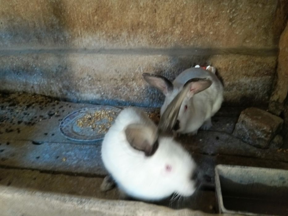 Прадаётся Кролик Қоян сатылады