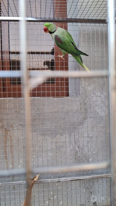 To'tiqush urg'ochi va erkak