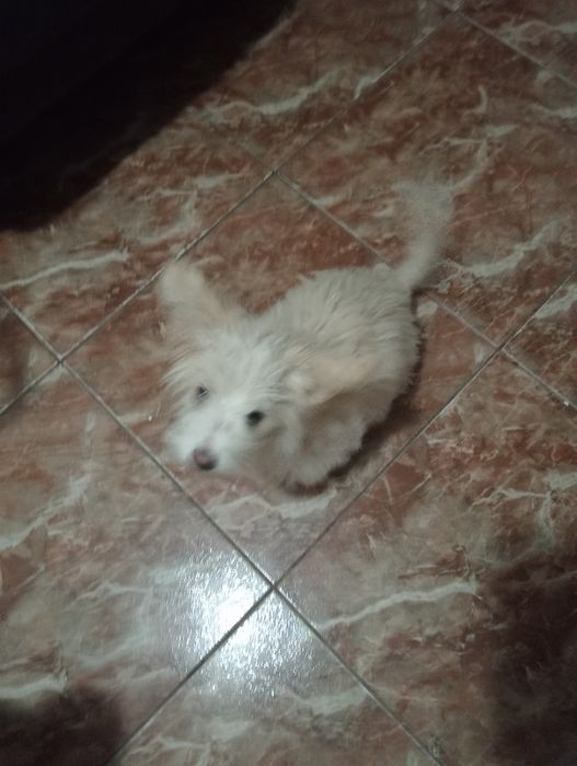 Donez bichon havanez