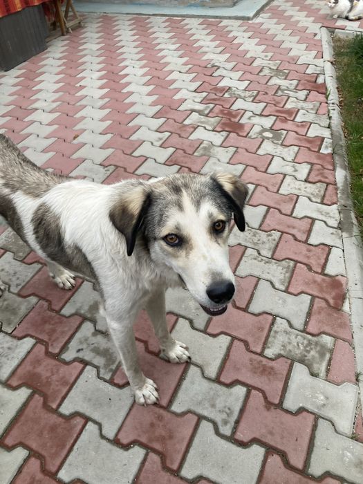 Donez catelusa sterilizata Neamt