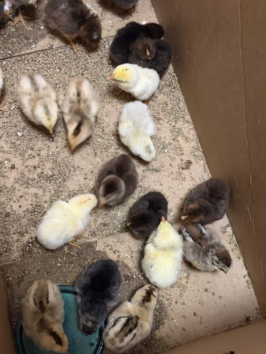 Цыплята под квочка