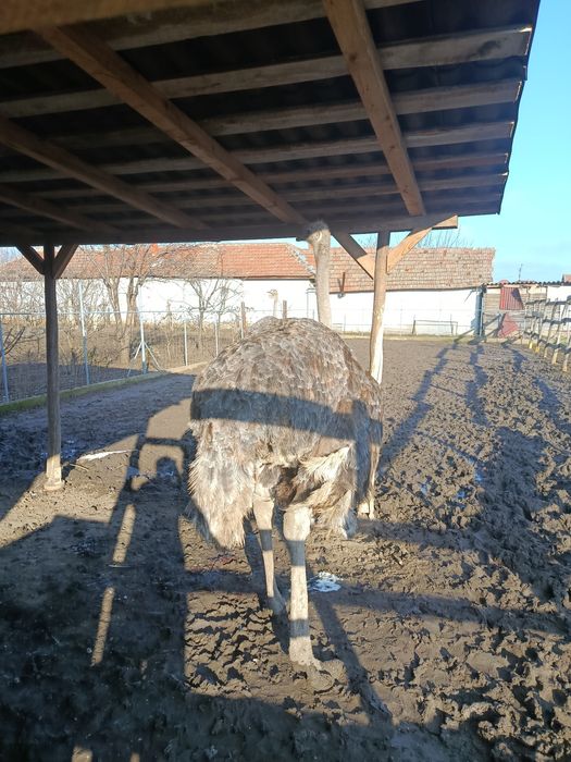 De vânzare struți !