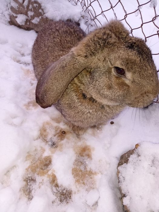 Vând iepurași vârstă 6 saptamani