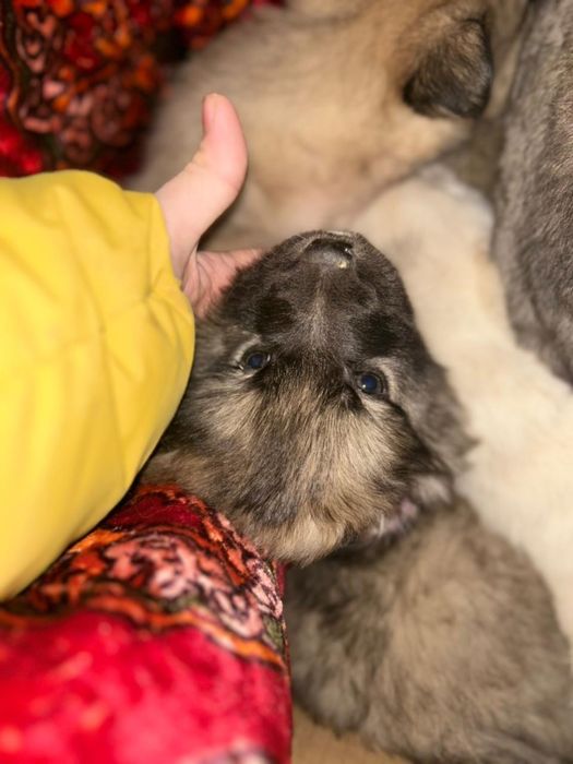 Щенат в добрые руки срочно