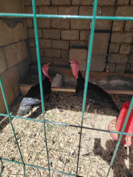 Kurka, induk xorozi  sotiladi 3 ta