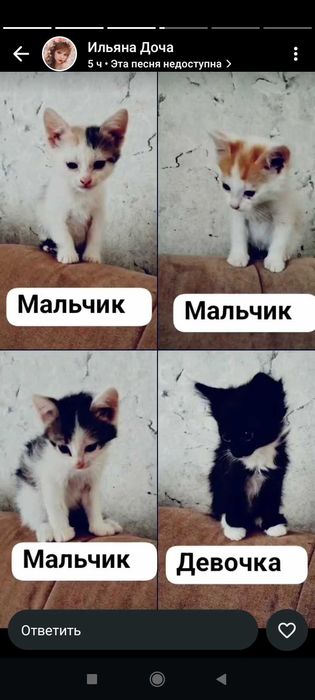 Отдам котят в добрые руки