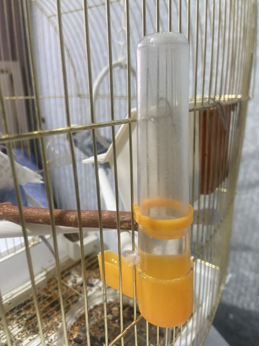 Продам попугайов