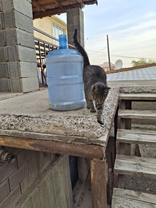 Тара, бутылки 19 л, 2шт