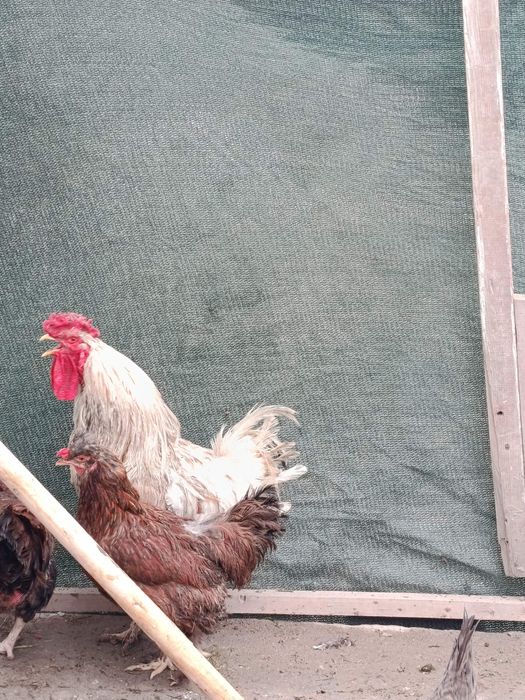 Xoroz va óradaklar sotilad