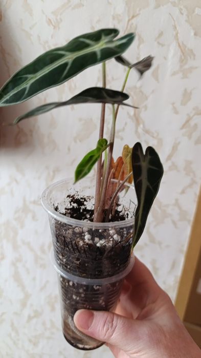 Алоказия Бамбино