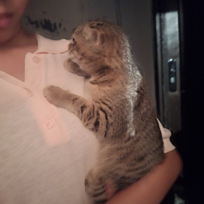 Отдам котёнка в добрые руки