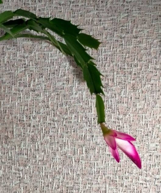 Декабрист шлюмбергера