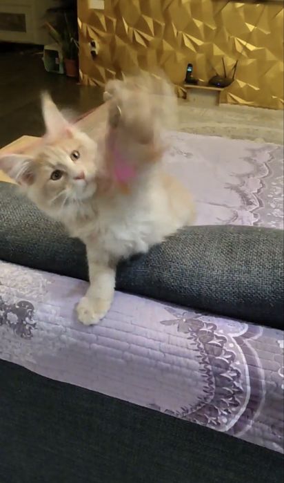 Продается котенок Мейн -кун