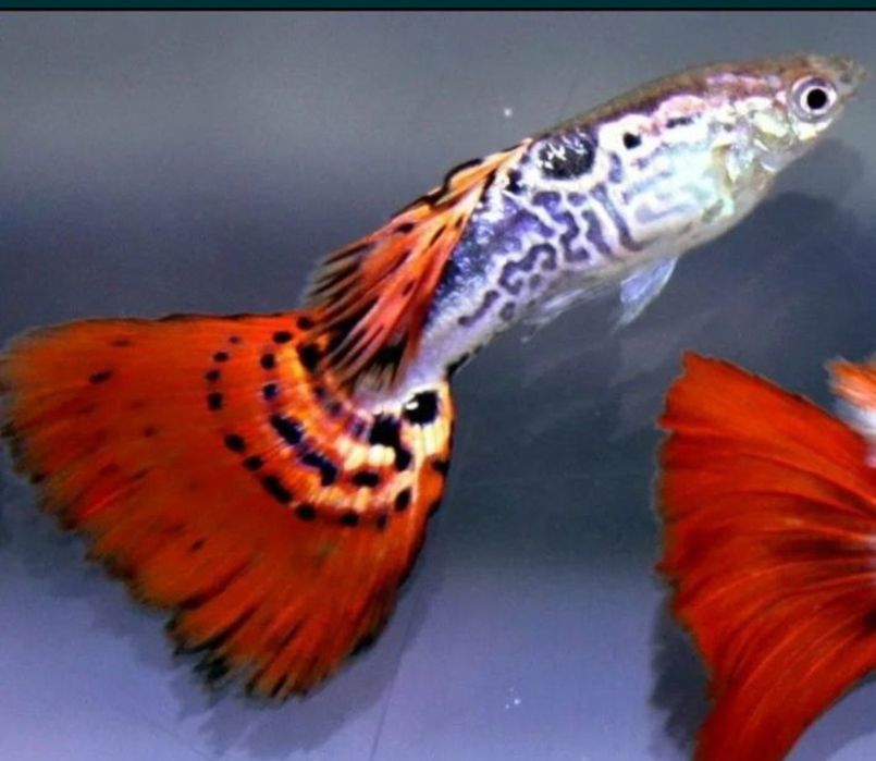 Аквариумы       .