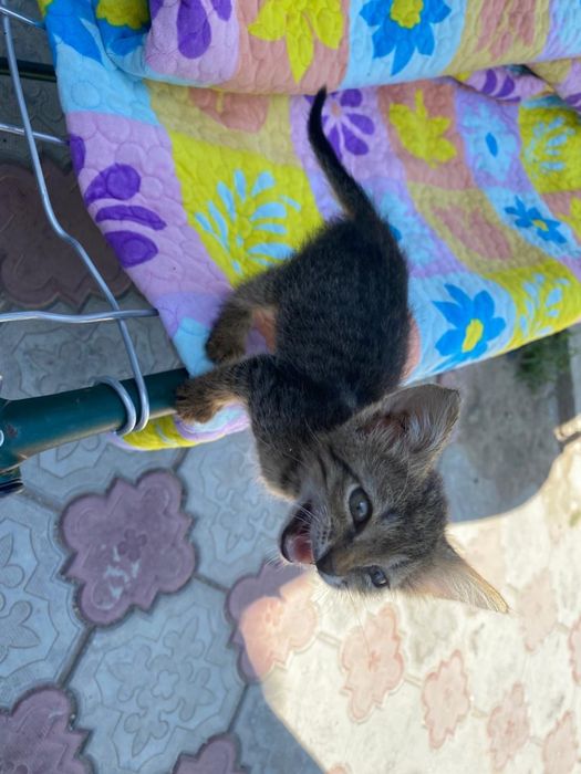 Отдам котенка в добрые руки