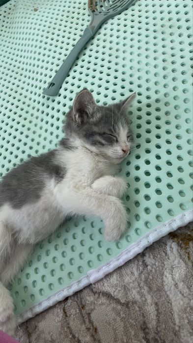 Котенок возраст 1 месяц