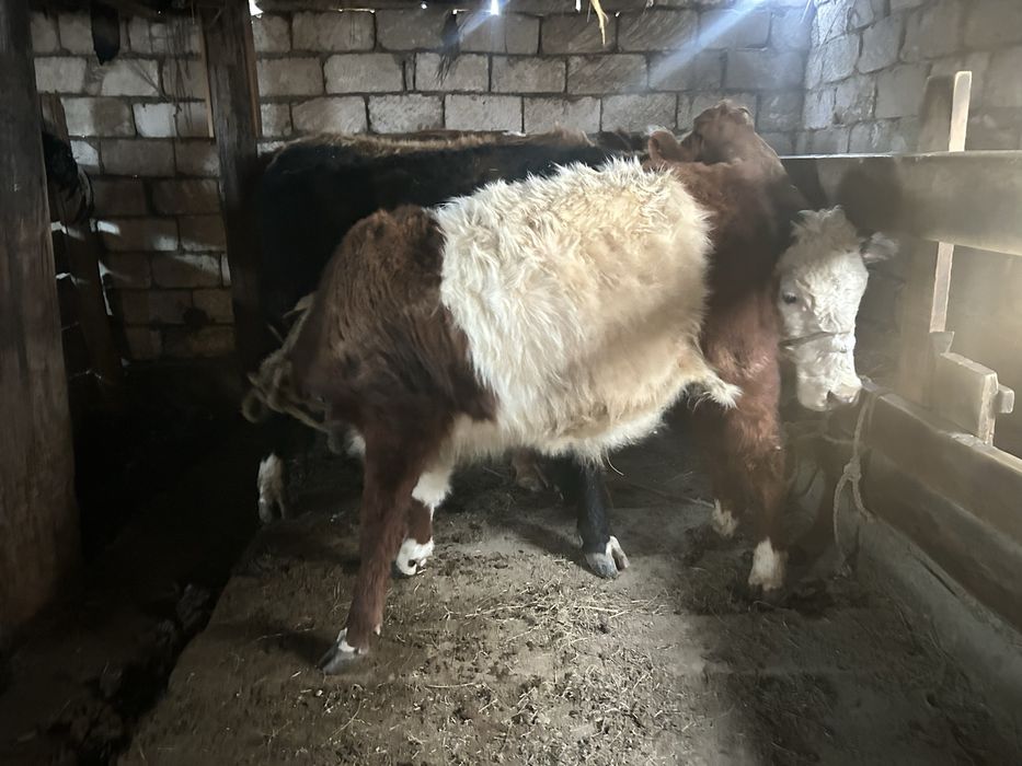 Тай бұқа сатылады