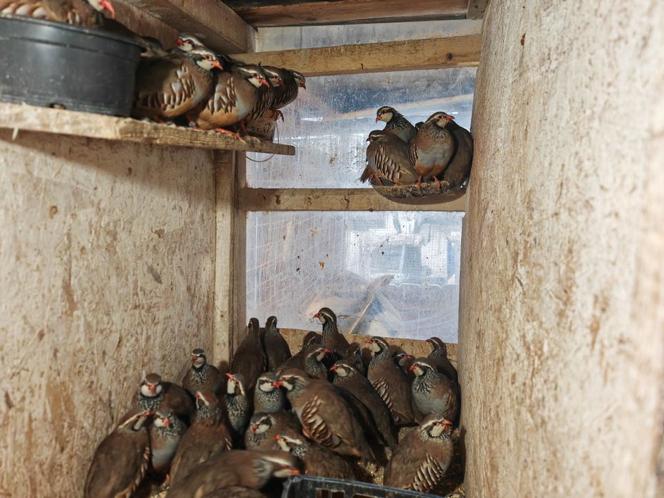 Vînd potârnichii franceze