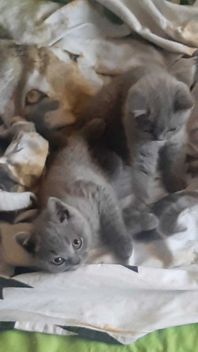Британска късокосместа котка