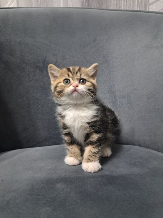 Котёнок британский