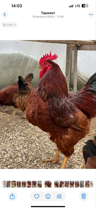 Тухум Tuxum Ханхяп пародали тавуқлар тухуми бор