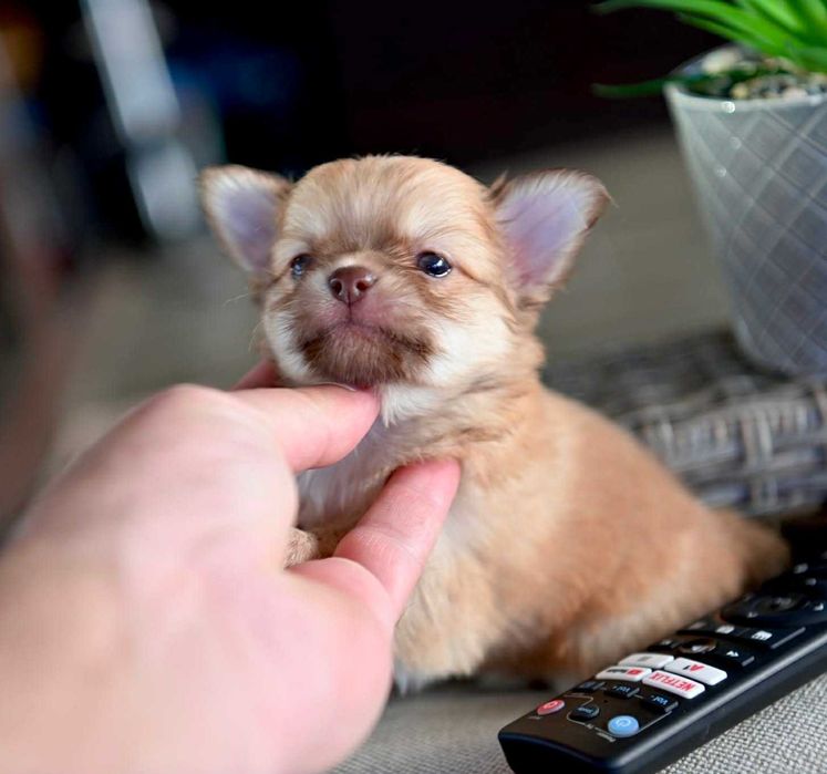 Мъжко дългокосместо мини чихуахуа