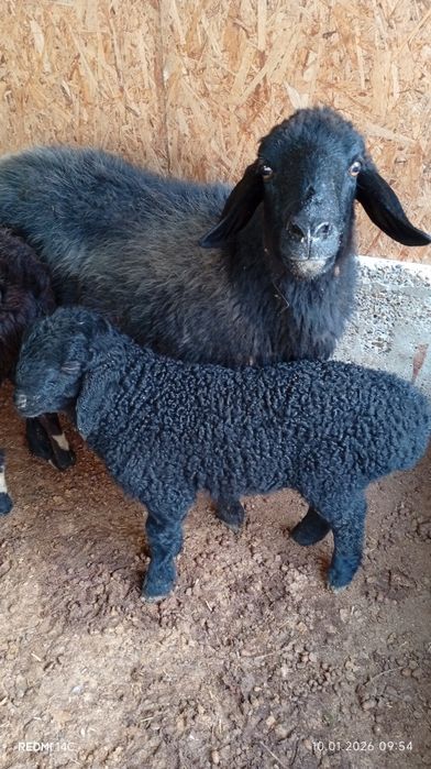 Она бола куй сотилади боласи кучкорча!йош хурон соглом хонаки сифатли