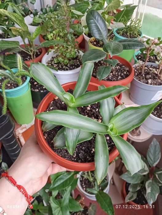 Продам. Растения